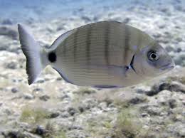 Image result for Diplodus sargus