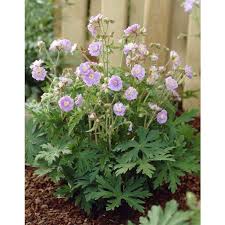 Image result for Geranium `Summer Skies`