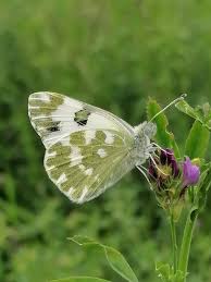 Attēlu rezultāti vaicājumam “Pontia edusa”