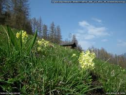 Image result for Himmelschlüssel