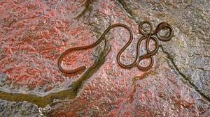 Attēlu rezultāti vaicājumam “Gordius aquaticus”