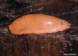 Attēlu rezultāti vaicājumam “Arion lusitanicus”