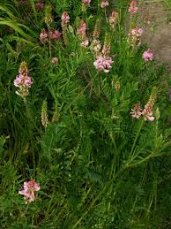 Image result for Onobrychis viciifolia