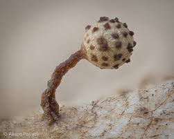 Attēlu rezultāti vaicājumam “Hemitrichia sordivesiculosa macro”