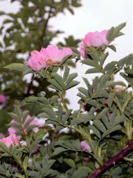 Attēlu rezultāti vaicājumam “Rosa subcanina fruit”