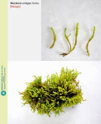 Attēlu rezultāti vaicājumam “Neckera crispa”