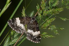 Attēlu rezultāti vaicājumam “Spargania luctuata”