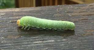 Attēlu rezultāti vaicājumam “Trichiosoma larva”