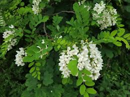 Attēlu rezultāti vaicājumam “Robinia pseudoacacia”