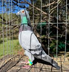 Image result for Abbeyton & Broomfield Racing Pigeons