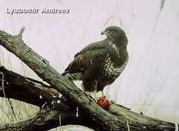 Attēlu rezultāti vaicājumam “Buteo buteo adult”