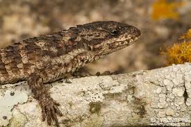 Attēlu rezultāti vaicājumam “Lycogala convexum sessile”