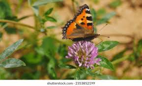 Attēlu rezultāti vaicājumam “Aglais urticae upperside”