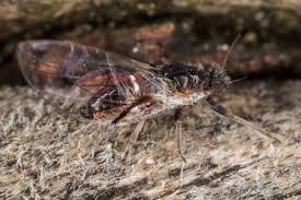 Attēlu rezultāti vaicājumam “Trioza dispar”