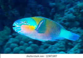 Image result for Chlorurus sordidus