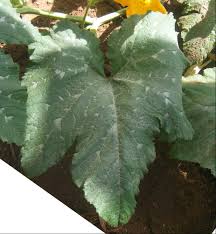 Attēlu rezultāti vaicājumam “Cucurbita pepo leaf”