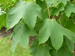 Attēlu rezultāti vaicājumam “Kalopanax septemlobus”