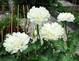 Image result for Papaver somniferum White Cloud
