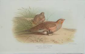 Image result for Syrrhaptes paradoxus