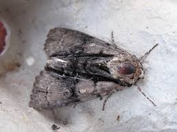 Attēlu rezultāti vaicājumam “Acronicta alni”