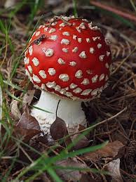 Image result for vliegenzwam