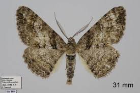 Attēlu rezultāti vaicājumam “Cleora cinctaria”