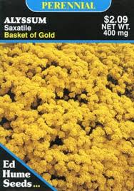 Image result for Alyssum saxatile