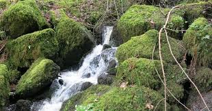 Attēlu rezultāti vaicājumam “Plagiothecium latebricola macro”