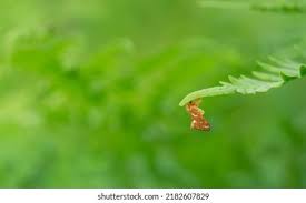 Attēlu rezultāti vaicājumam “Phymatopus hecta”