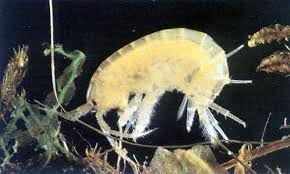 Attēlu rezultāti vaicājumam “Amphipoda”