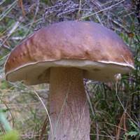 Attēlu rezultāti vaicājumam “Boletus pinophilus”