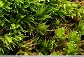 Attēlu rezultāti vaicājumam “Dicranum spurium”