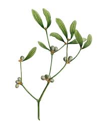 Attēlu rezultāti vaicājumam “Viscum album leaf”