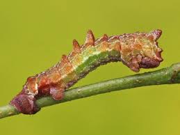 Attēlu rezultāti vaicājumam “Geometra papilionaria”