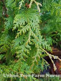 Attēlu rezultāti vaicājumam “Thuja plicata”