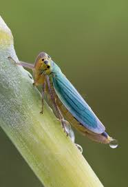 Attēlu rezultāti vaicājumam “Cicadella viridis female”