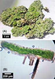 Attēlu rezultāti vaicājumam “Physconia enteroxantha”