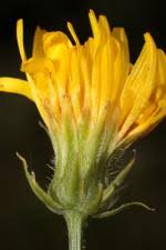 Attēlu rezultāti vaicājumam “Sonchus arvensis subsp. uliginosus”