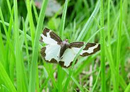 Attēlu rezultāti vaicājumam “Lomaspilis marginata”