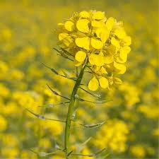 Attēlu rezultāti vaicājumam “Sinapis alba”