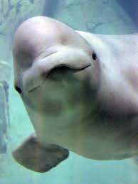 Image result for Delphinapterus leucas