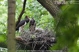 Attēlu rezultāti vaicājumam “Ciconia nigra nest”