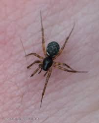 Attēlu rezultāti vaicājumam “Neriene montana”