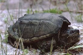 Image result for Chelon richardsonii