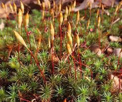 Attēlu rezultāti vaicājumam “Polytrichales”