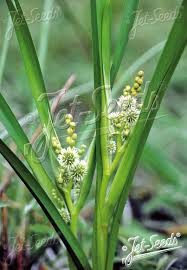 Attēlu rezultāti vaicājumam “Sparganiaceae”