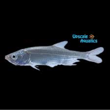 Image result for Megalops atlanticus