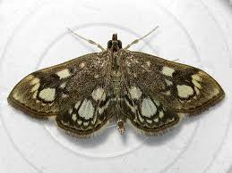 Attēlu rezultāti vaicājumam “Anania coronata”