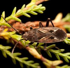 Image result for Rhyparochromus