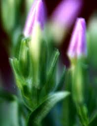 Attēlu rezultāti vaicājumam “Centaurium erythraea bud”